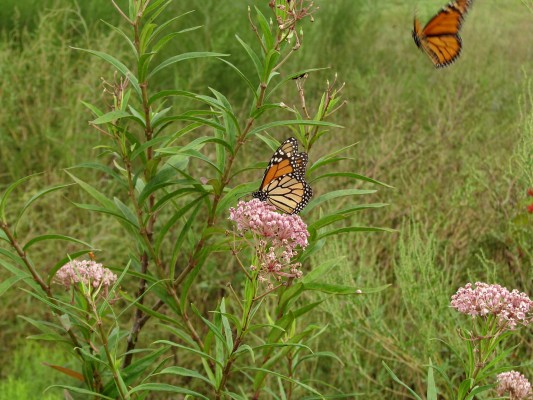 Monarch Butterfly Milkweed Plant