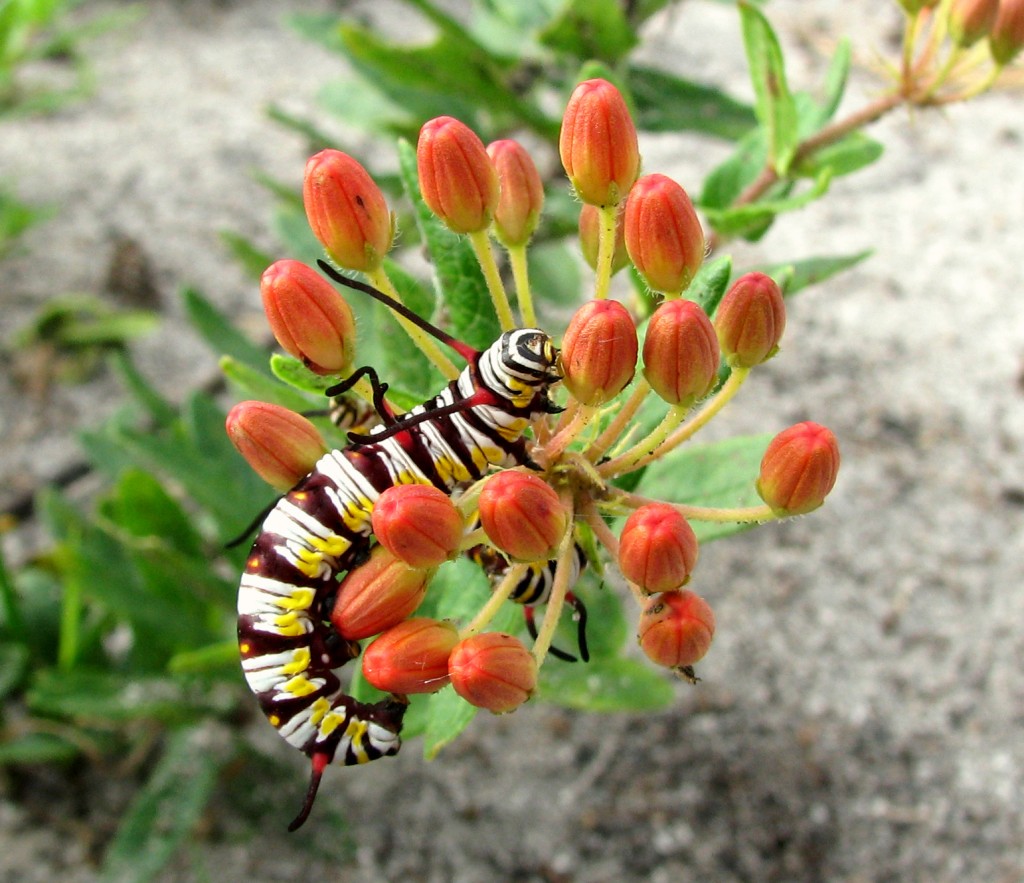 save-our-monarchs-plant-native-milkweed-florida-association-of